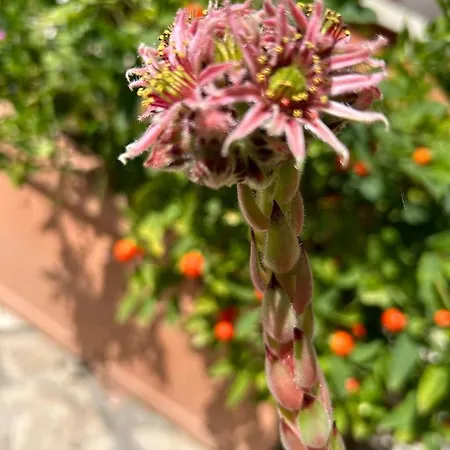 Casapatrizia